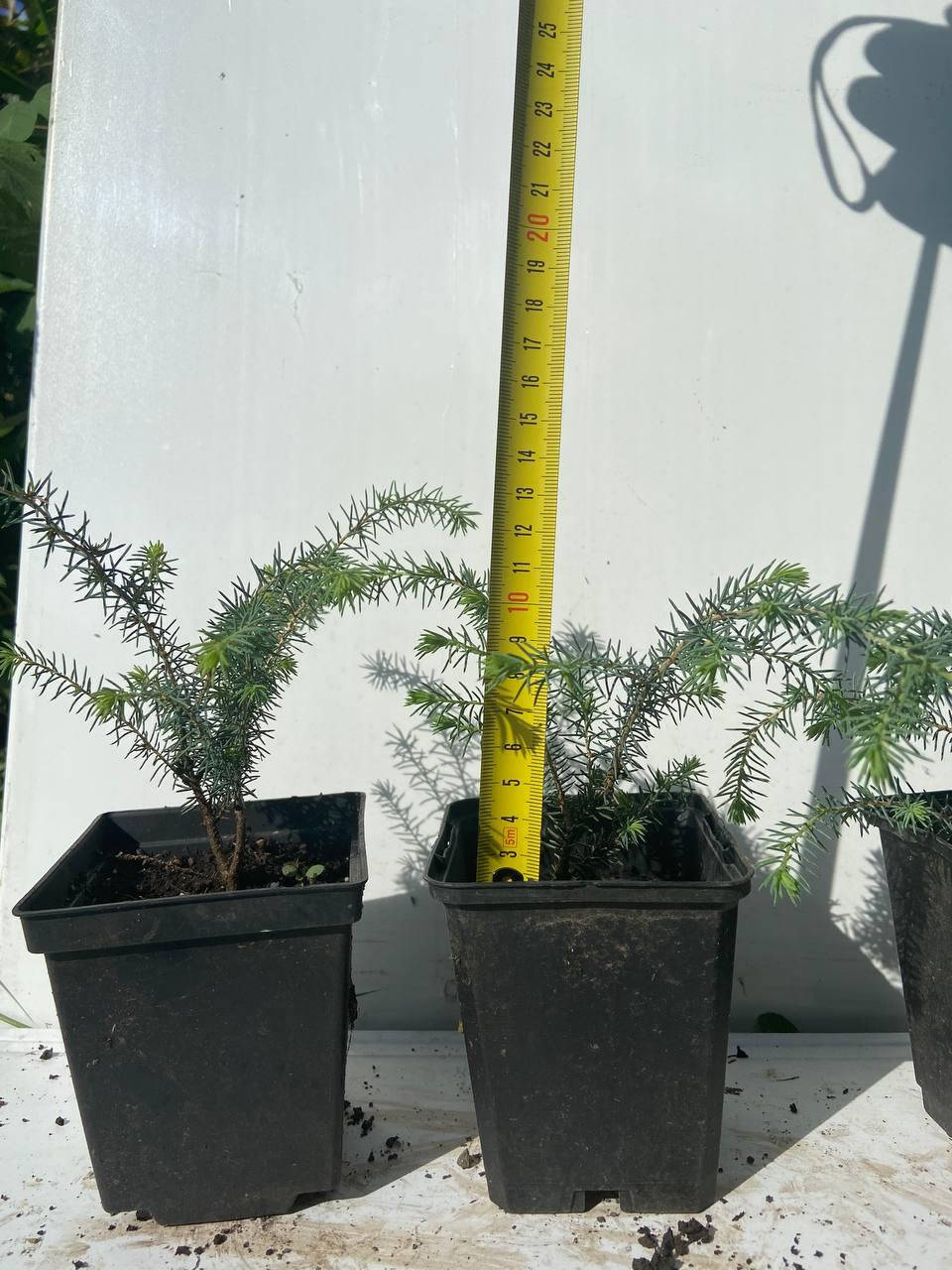 

Ель черная Нана (Picea mariana Nana) 10см