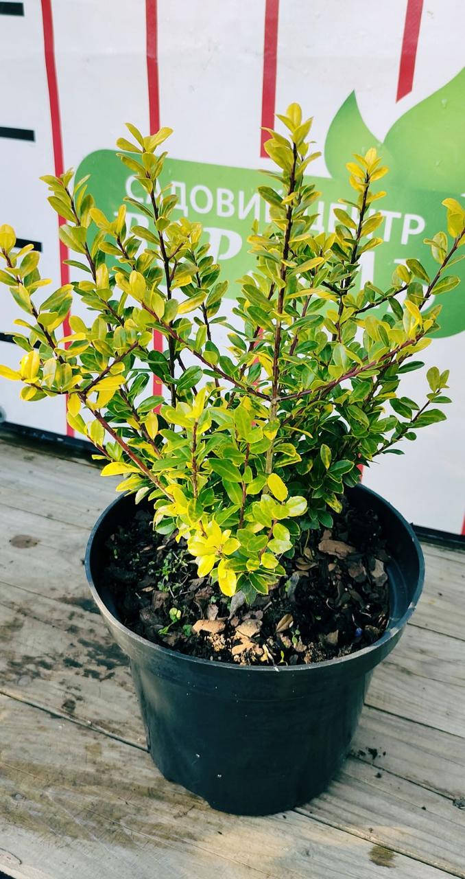 

Падуб/ ILEX crenata Голден Рокет С3/ Н10-15, Золотистый