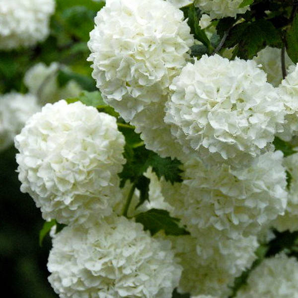 

Саженец Калина Boule de Neige 0,5 л