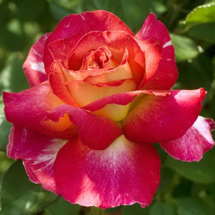 

Большой театр (Bolshoi Teatr)