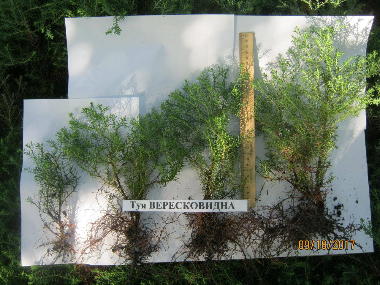 

Черенки "Туя Вересковидная Эльвангера" "Thuja Ellwangeriana"