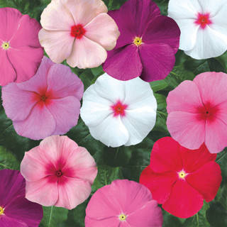 

Catharanthus roseus Барвінок Сан Шторм Мікс 1000 насінин