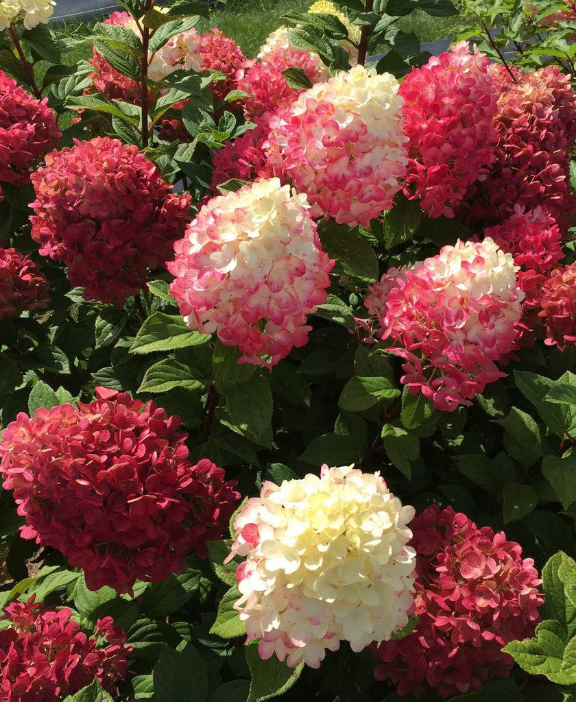 

Гортензия метельчатая Редлайт \ hydrangea paniculata Redlight ( саженцы 3 года) Новинка