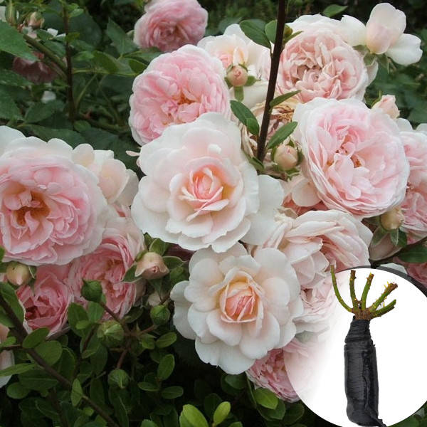 

Саженец Роза Sea Foam