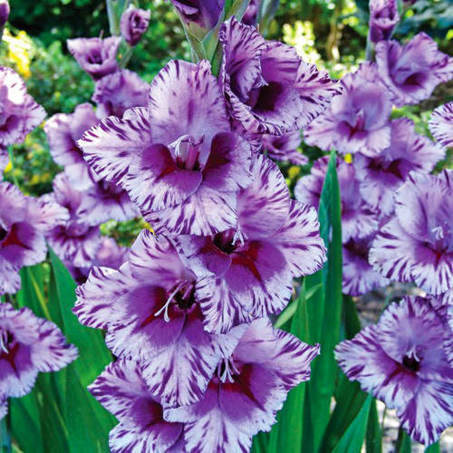 

Луковицы Гладиолус Passos