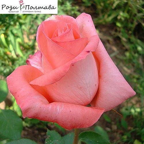 

Нобилис (Nobilis)