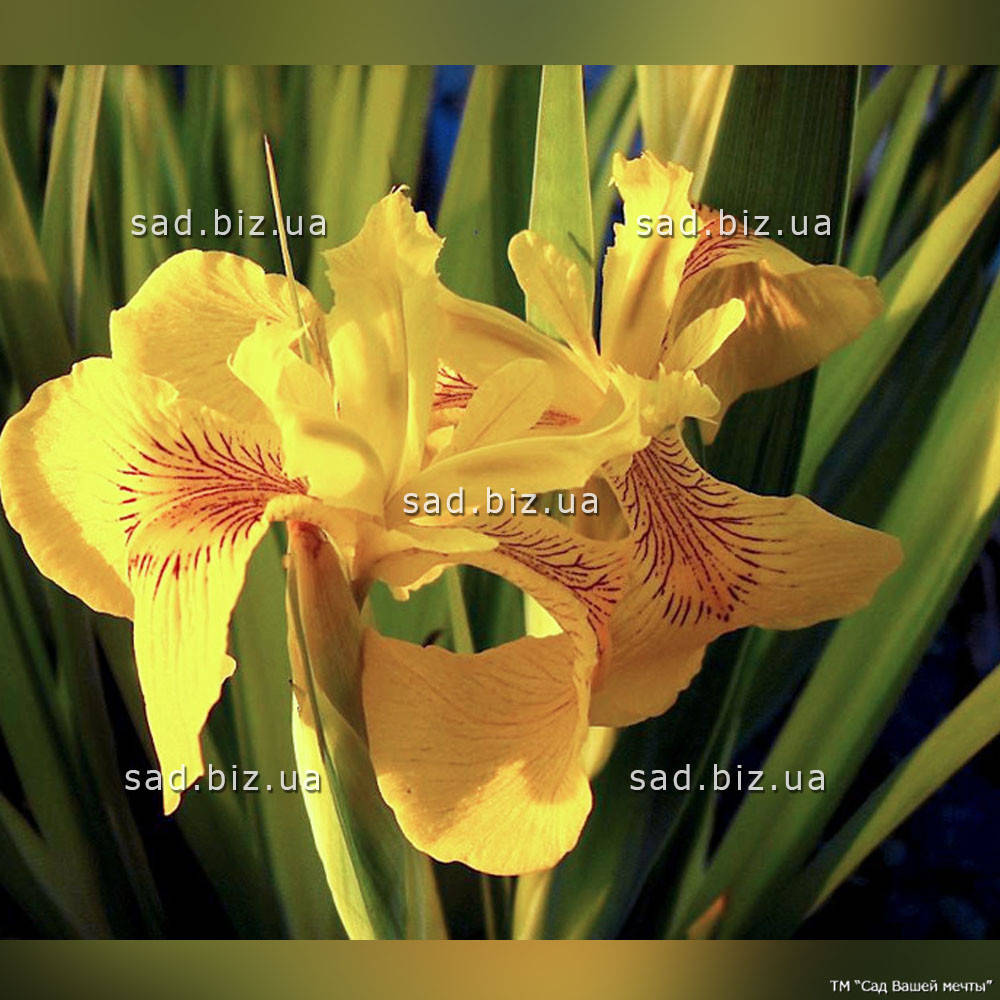 

Ирис болотный 'Variegata'. Контейнер 3 л