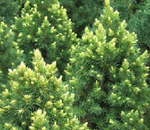 Ялина канадська Рэйнбоуз Енд С2