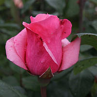 Штамбова троянда Carina