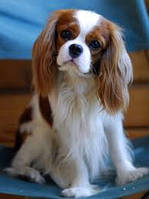 13 порід собак, які ідеально підходять для маленьких квартир.