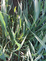 Озима пшениця після обробки гербіцидом Агент 0,5 л/га від падалиці / бур'яну та фунгіцидом Ти Рекс 0,5 л/га від септоріозу та жовтої іржі.