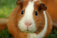 Чи можна мити морську свинку?