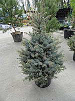 Ялина блакитна (Picea pungens glauca)