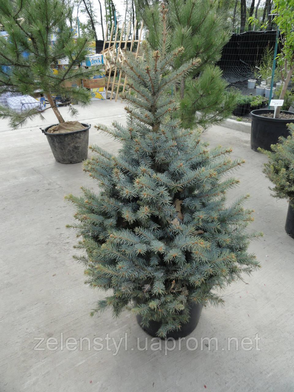 Ялина блакитна (Picea pungens glauca)