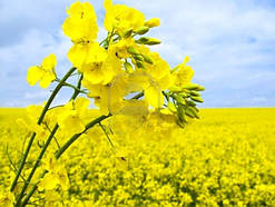 Насіння озимого ріпаку Шербрук, Seed Grain Company