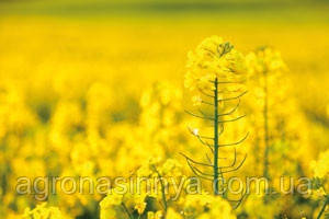 Насіння озимого ріпаку Онтаріо, Seed Grain Company, фото 1