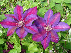 Клематис Mrs N. Thompson, фото 3