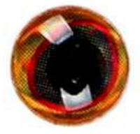 Глазки 3-Д Каплевидный зрачок 5 мм (оранж.)