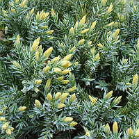 Ялівець лускатий Holger Р9 (Juniperus squamata Holger)