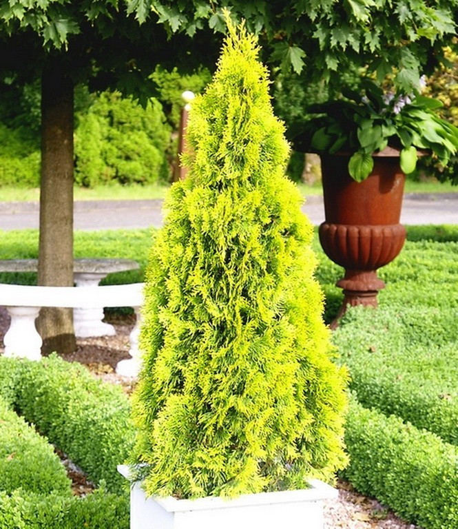 Туя західна Голден Смарагд (контейнер 3л), фото 1