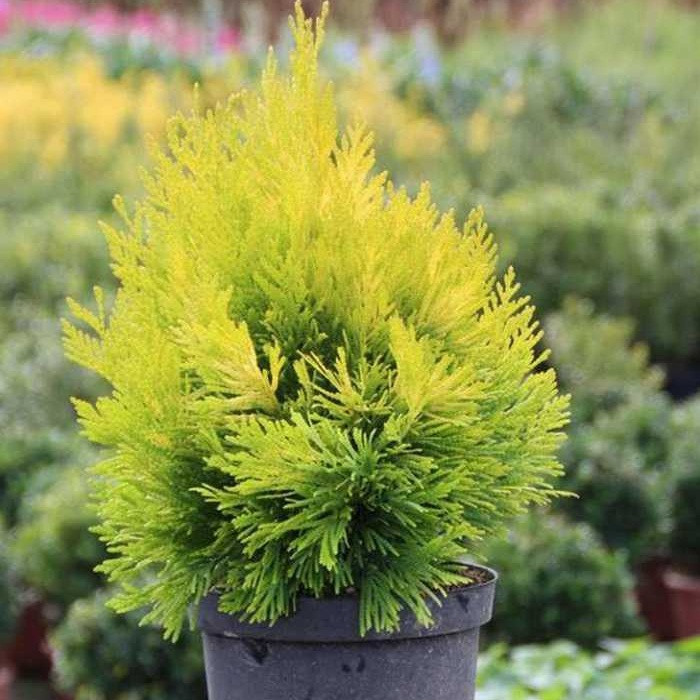 Туя складчаста Форевер Голді (контейнер 0,5л), фото 1