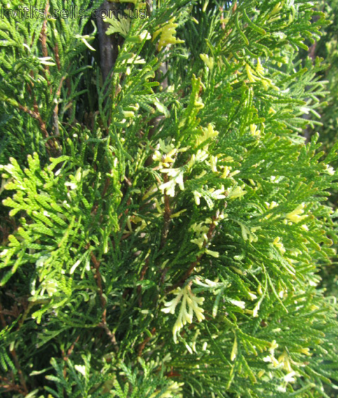 Туя Західна Смарагде варьєгатна (контейнер 1,5л), фото 1