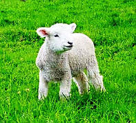 Теплая одежда из меха овцы