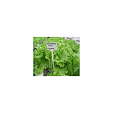 ФАНЛИ - насіння салату 5 000 насінин, Syngenta, фото 4
