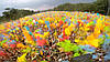 Фарба Холі (Гула), Фарба Холі, набір 12 кольорів пакети 50 грам, Краски холи, фото 4