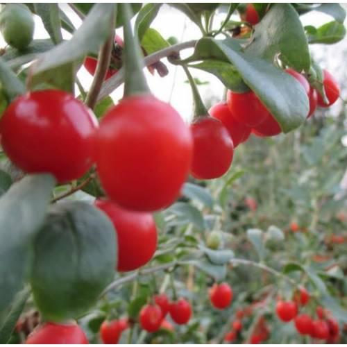 Годжі Делікат Бест, контейнер 2роки, фото 1