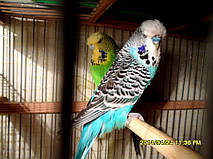Наші Виставкові папуги ЧЕХІ. 26