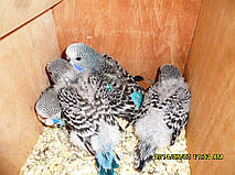 Наші Виставкові папуги ЧЕХІ. 27