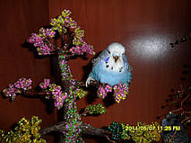 Наші Виставкові папуги ЧЕХІ. 31