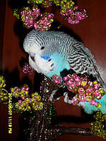 Наші Виставкові папуги ЧЕХІ. 1