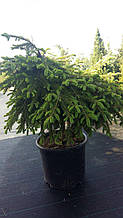 Ель обыкновенная Форманек Picea abies Formanek Pa 40 C 20