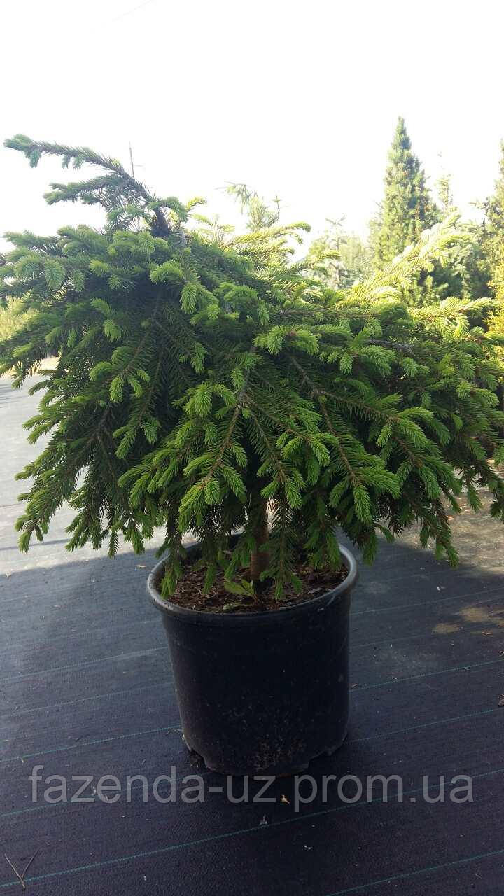 Ялина звичайна Форманек Picea abies Formanek Pa 40 C 20