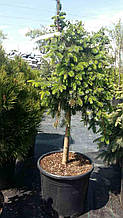 Ель Сербская Picea Omorika Pendula Bruns Pa 60 C 20