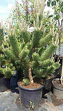 Сосна Орегон Грін Pinus nigra Oregon Green 160-180cm C20