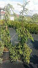 Ель Инверса Picea abies Inversa