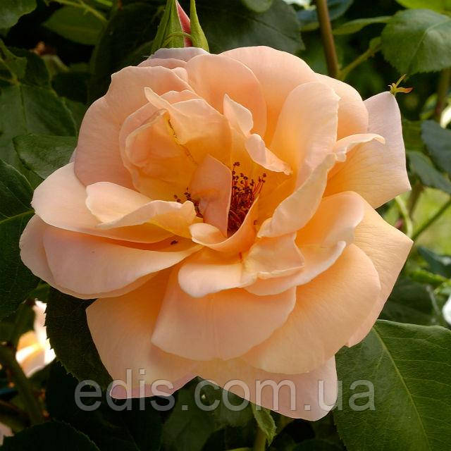 Апайдың сексуалды порно видеосы