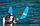 Водні лижі Allegre Combo Skis Blue, фото 3