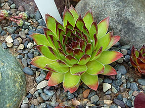 Молодило " Kimono " \ Кімоно, фото 2