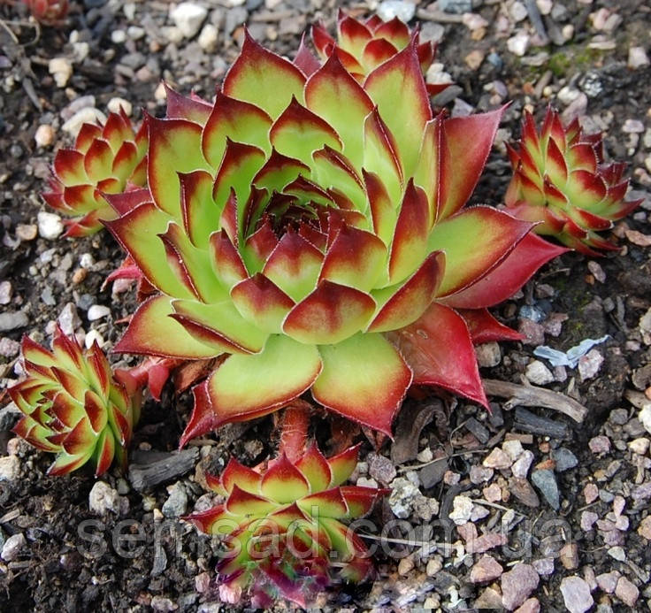 Молодило " Kimono " \ Кімоно