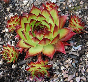 Молодило " Kimono " \ Кімоно