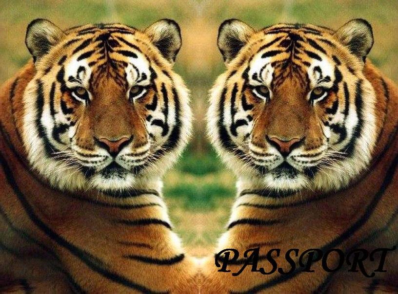 Обкладинка обкладинка на паспорт Лев Lion Прикраси Україна Pasport, фото 1