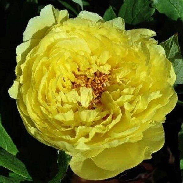 

ПИОН ДРЕВОВИДНЫЙ KINKO JIN HUANG.