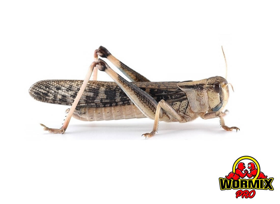 

Живой корм для рептилий - Саранча перелётная 20 шт. (Locusta migratoria)