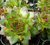 sempervivum_kimono_.jpg