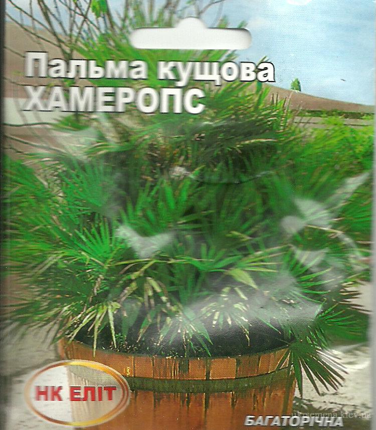 Пальма кустовая Хамеропс: продажа, цена в Черкассах. Семена и клубни ...