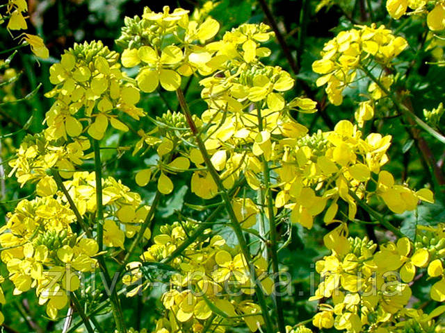 Гірчиця біла Sinapis alba (насіння) 100г
